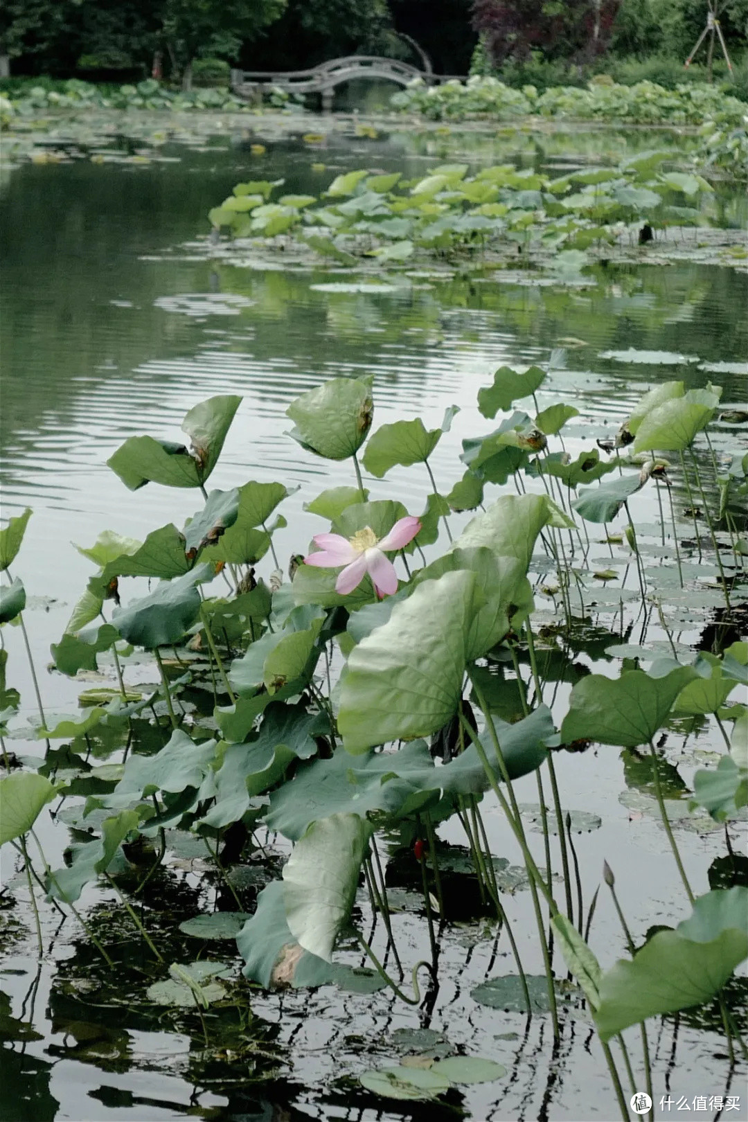 花了三天在西湖找“碑”，告诉你西湖最隐秘的角落都在哪！