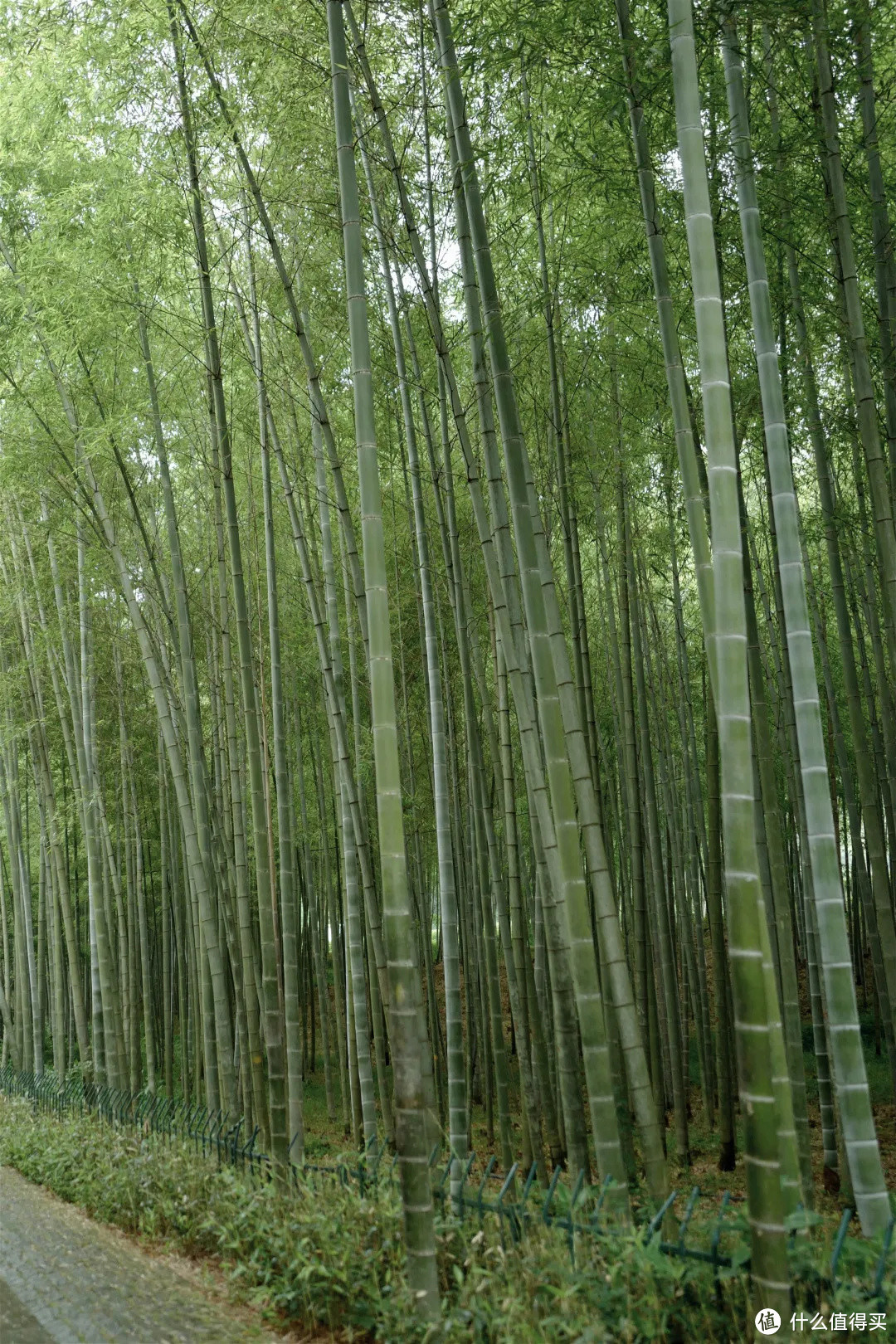 花了三天在西湖找“碑”，告诉你西湖最隐秘的角落都在哪！