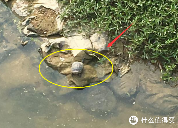 浙江男子钓鱼路上发现“山乌龟”，一口气捡了半桶，网友：该奖励