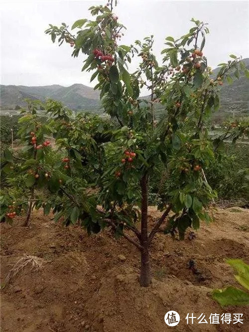 在中国，这种实木被低估了！橡木榉木黑胡桃樱桃木优缺点解读！6种仿品真假辨别！10款实木家具分析！