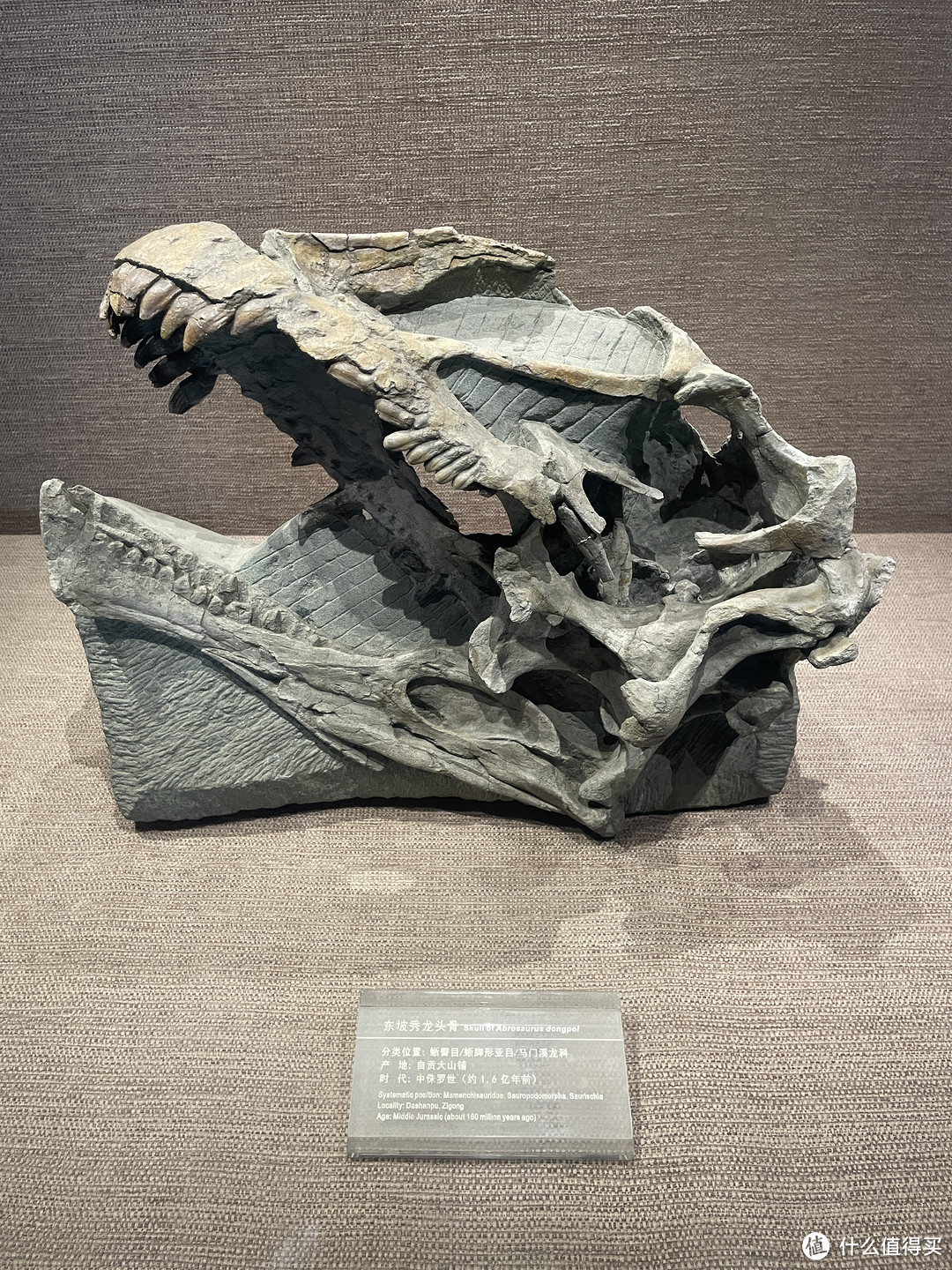 龙头骨化石