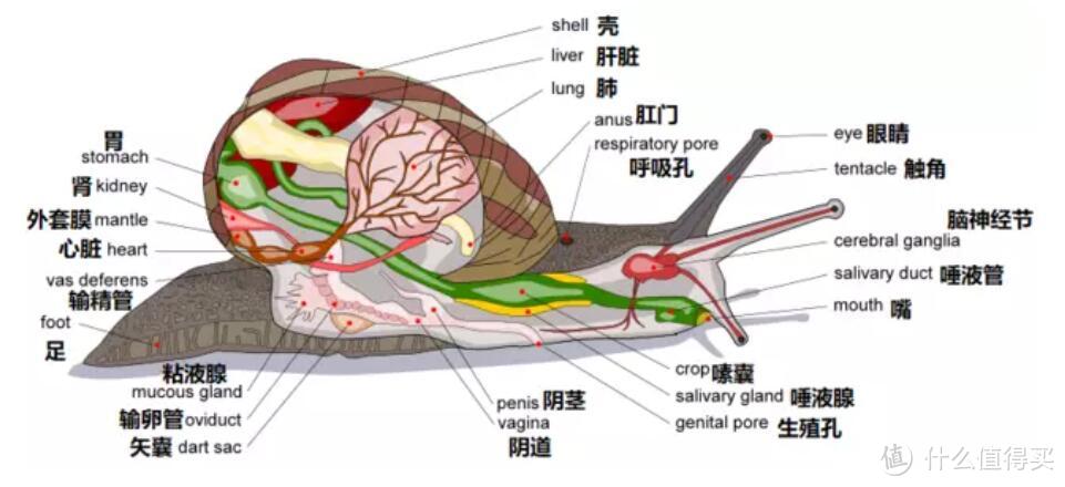 科学课作业拍出BBC纪录片的感觉，直播蜗牛的相遇相爱啪啪啪生娃之路