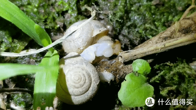 科学课作业拍出BBC纪录片的感觉，直播蜗牛的相遇相爱啪啪啪生娃之路