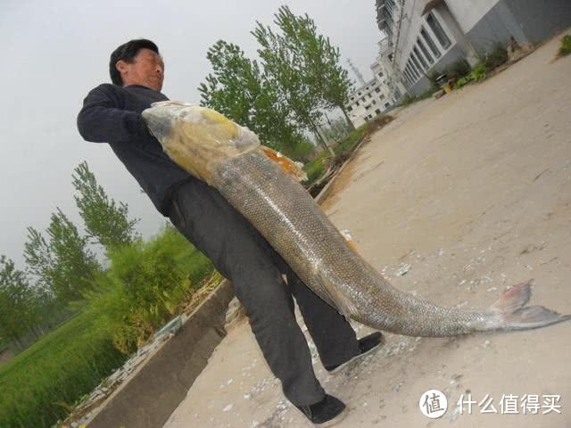广州一钓鱼人钓起“水老虎”，1米多，老大爷：这是害鱼，吃了它