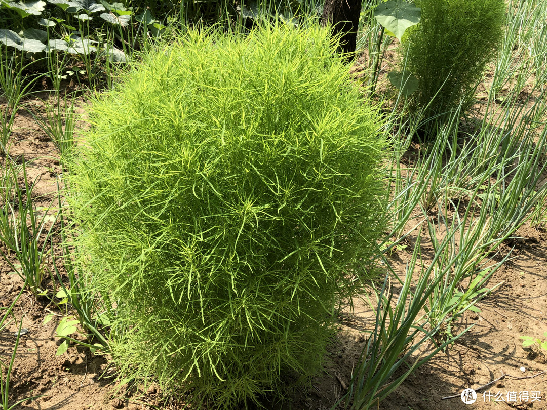 夏至前后，去农村遇到这些野菜赶紧挖，鲜嫩正当季，错过等一年