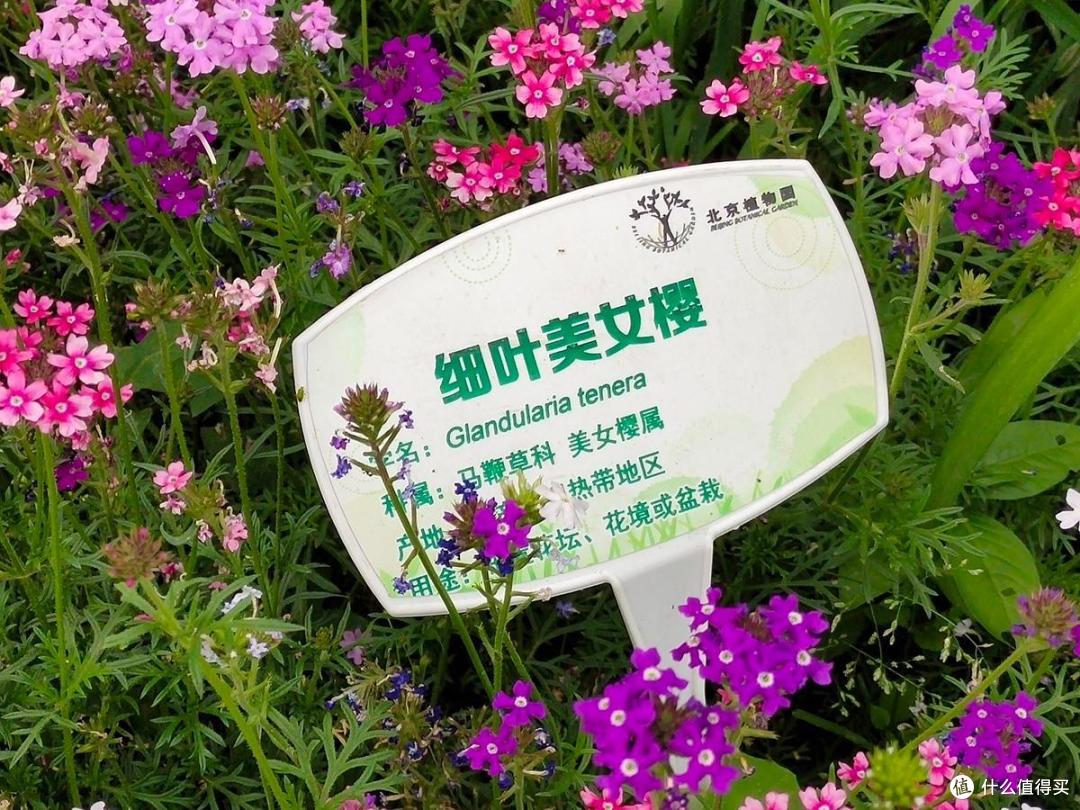 避暑新选择,植物园还是你喜欢的那个样子么?