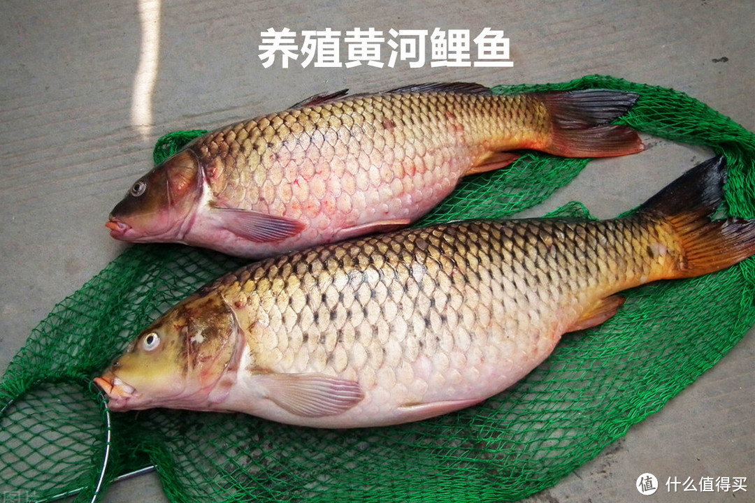 黄河大鲤鱼受热捧，曾经的“淡水鱼王”还能吃到吗？