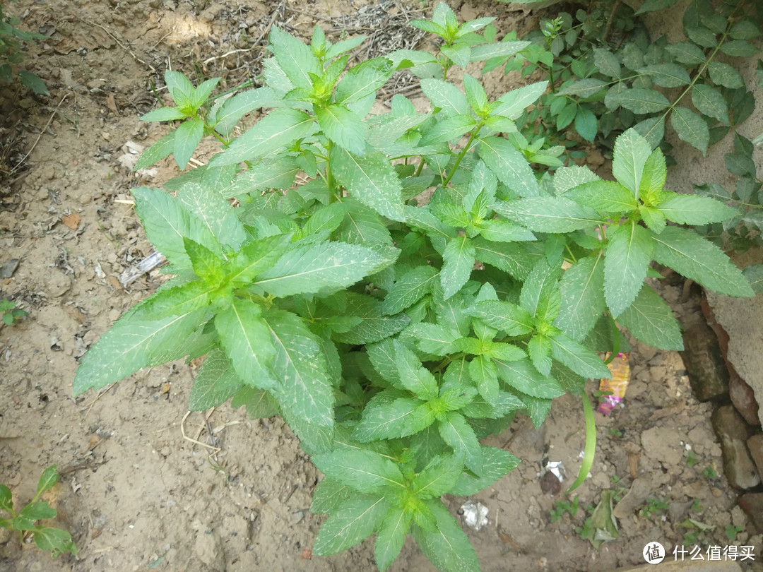 炎炎夏日，到河南遇到这种面条要多吃，秒杀烩面，清凉爽口真过瘾