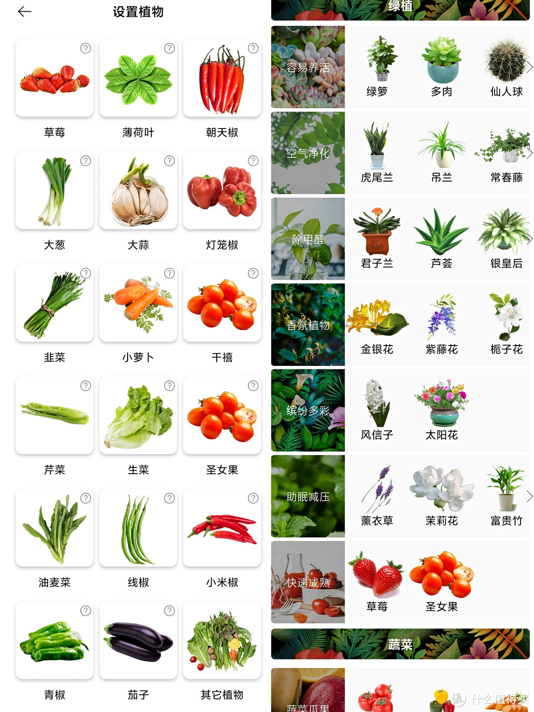 寿光菜苗长在北京，小米有品一米田智能种植伴侣，支持米家小爱