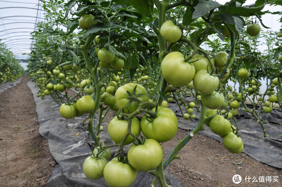 容易引发食物中毒的5种夏季蔬菜，最后1种最容易被忽略，你家有吗