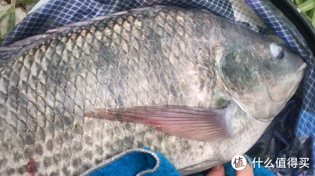 廣東一男子釣獲巨型羅非魚80歲老釣友我都沒見過