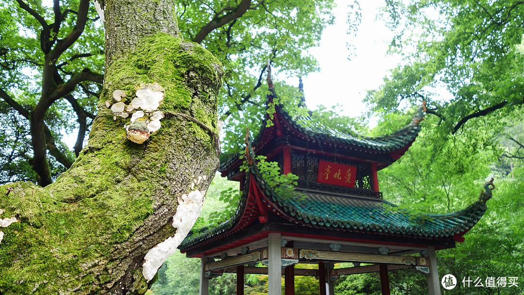 才饮长沙水，又食武昌鱼|长沙篇