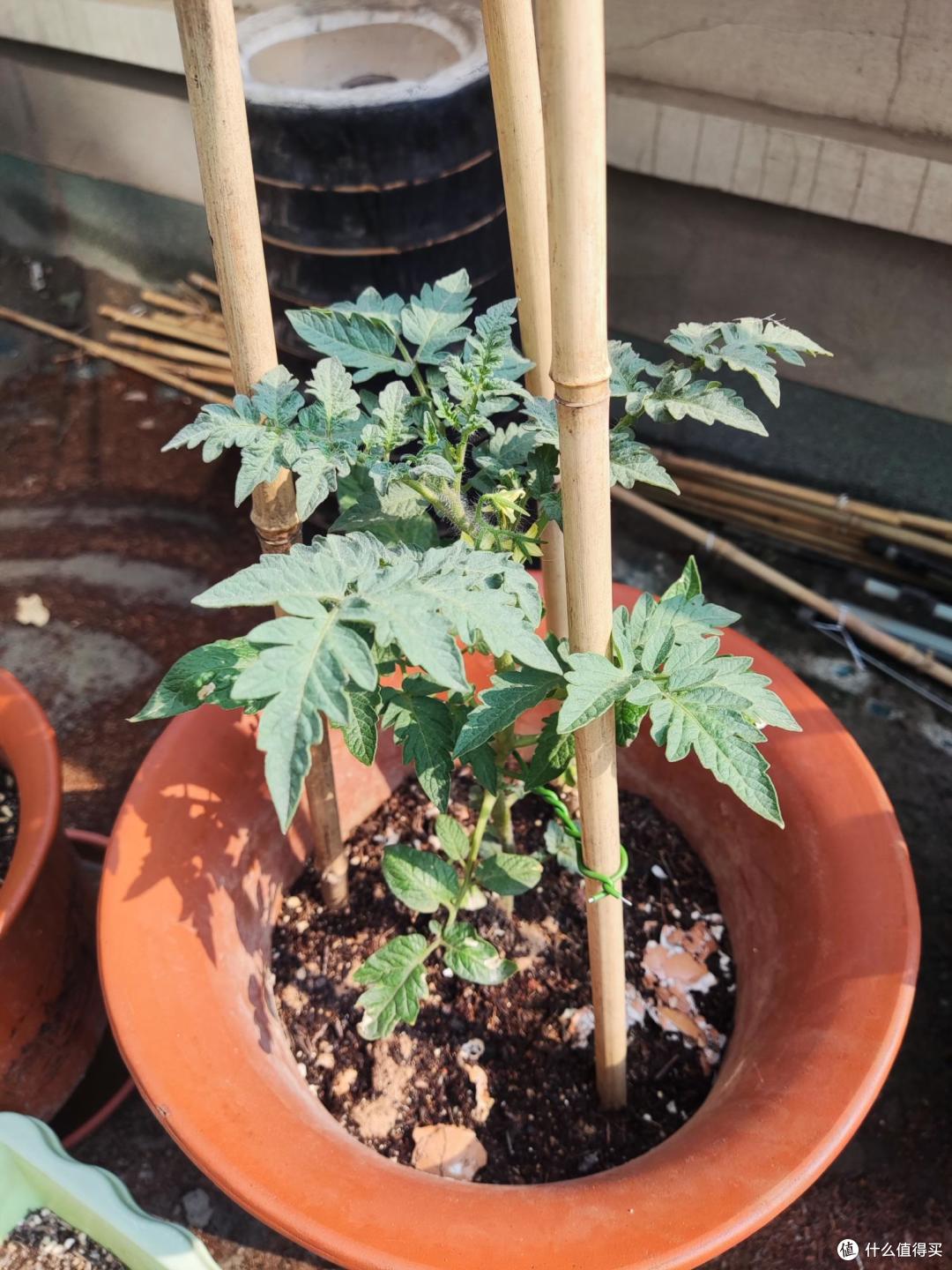 生长真的好缓慢啊