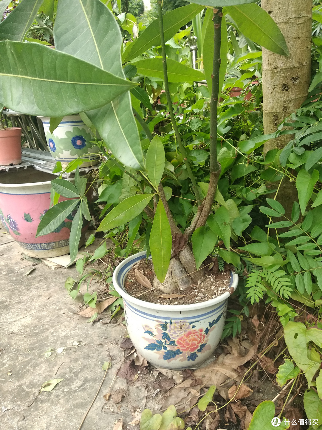 从植茎就看出来这个树种植有好长的一段时间了