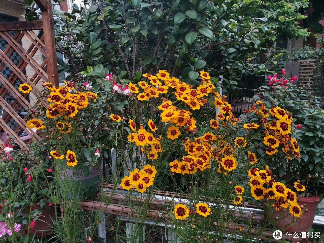 阳台养花系列-夏天都能不断开花的花卉