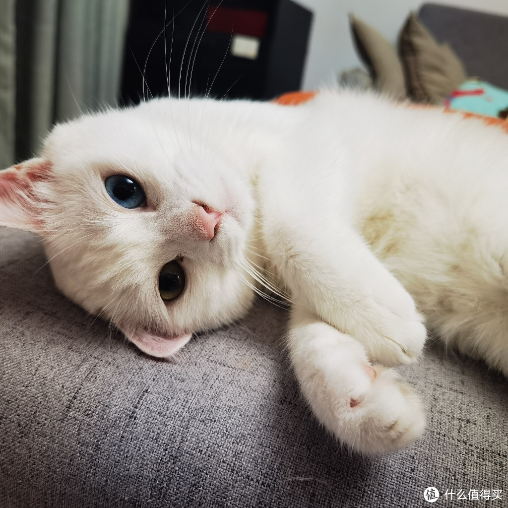 猫咪吃什么容易发腮？