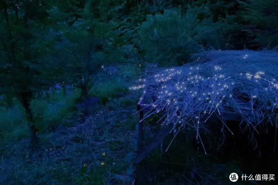 江浙沪赏「萤火虫」地大盘点，夏夜溜娃约会就来这里！