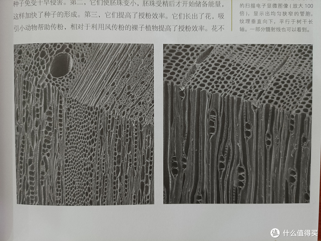 图书馆猿の2021读书计划42:《树的秘密生活》