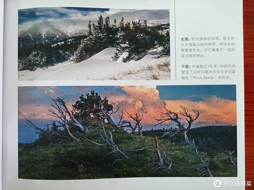 图书馆猿の2021读书计划42:《树的秘密生活》