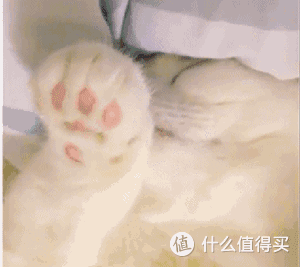 关于猫的10个常识,哪些进了你的知识误区,第10个你想到了吗?