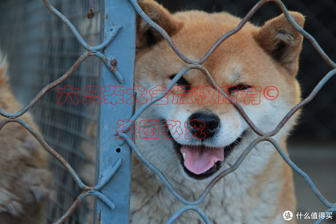 柴犬的特點和性格是什麼?如何看柴犬的品相?