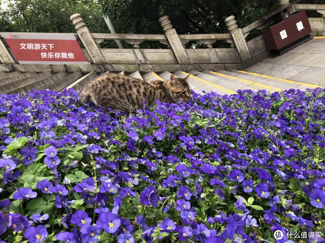 4月武汉旅游小记(一)