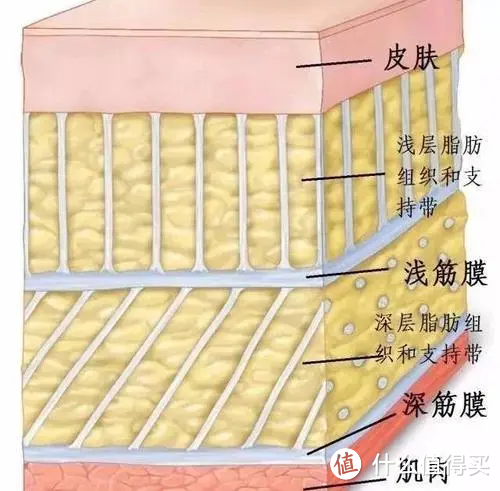 4头8档：为了缓解肌肉僵化和酸痛，我入手了德国蓝宝筋膜枪