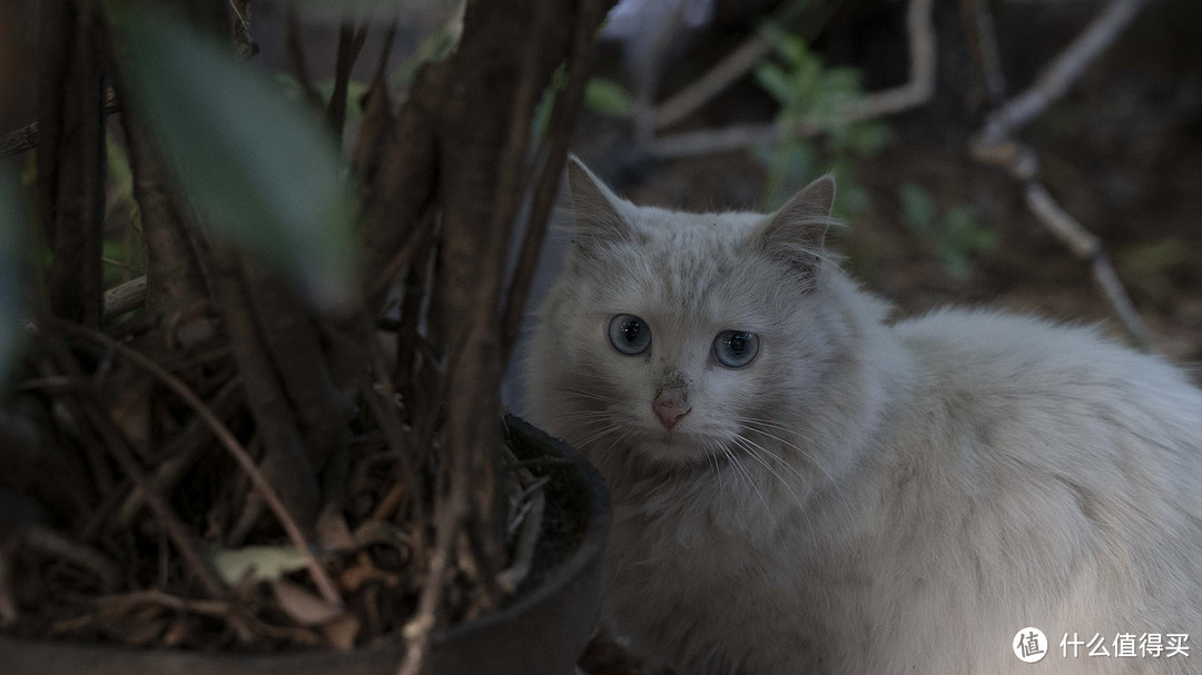 可爱的脏脏猫