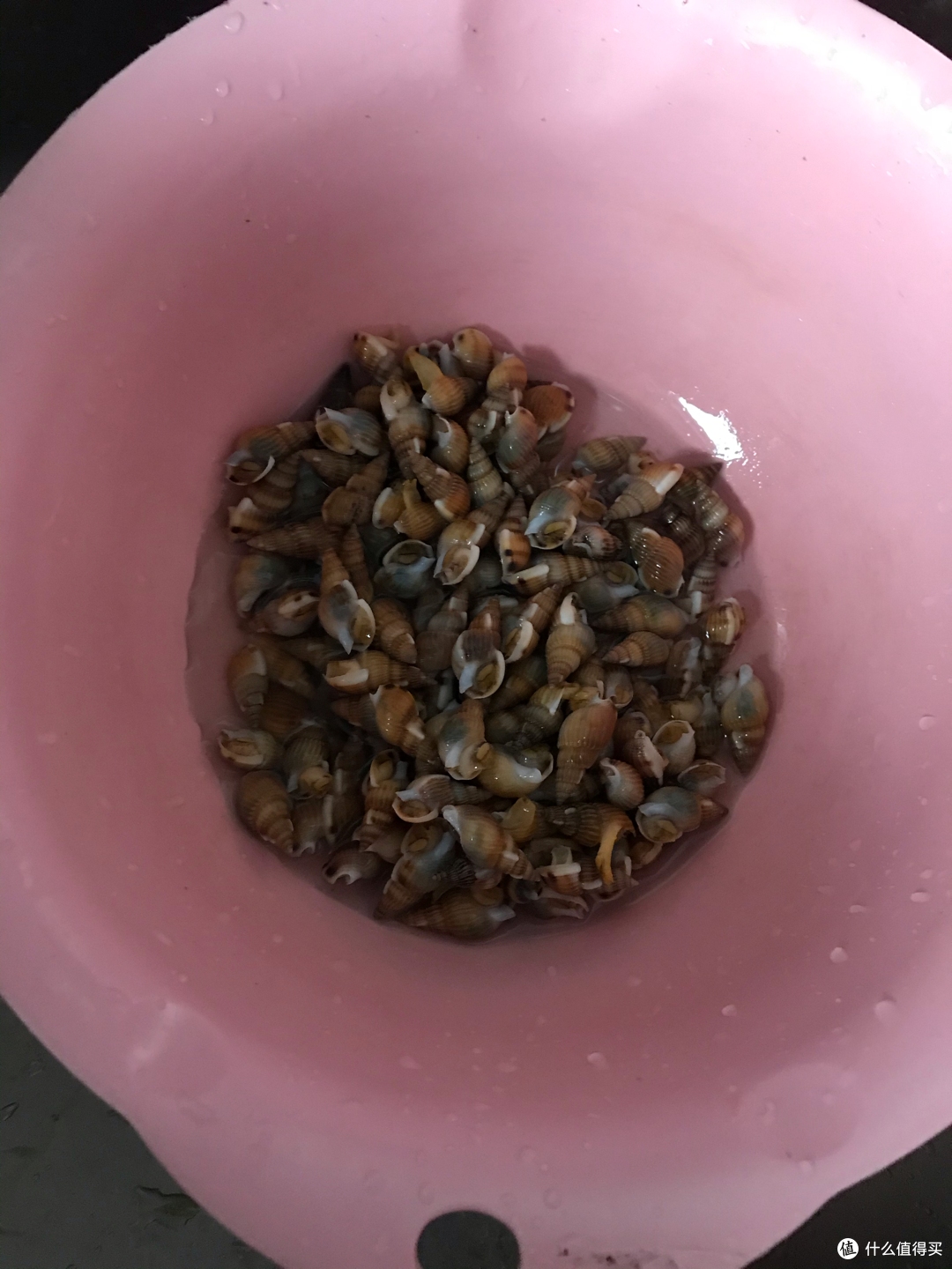 海边独有的美味,篇二:吮波螺,夏天追剧必备!