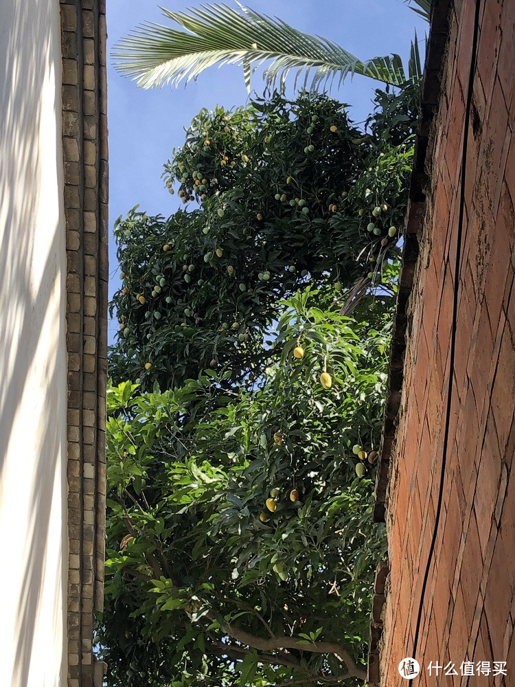 上下杭看到的一颗芒果树，福州芒果树很多，没人摘