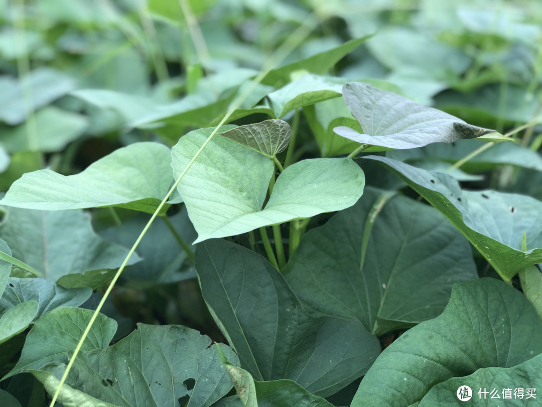 素炒红薯叶怎么做_素炒红薯叶的做法_龙静CCCCC_豆果美食