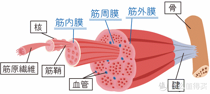 筋膜枪重度依赖症患者告诉你，口袋枪到底能不能打？——亿健迷你筋膜枪​实战评测