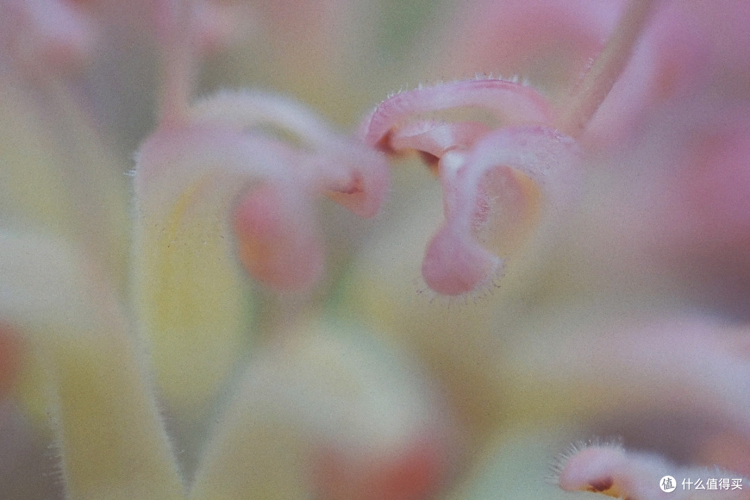 适马70mm F2.8拍照样张