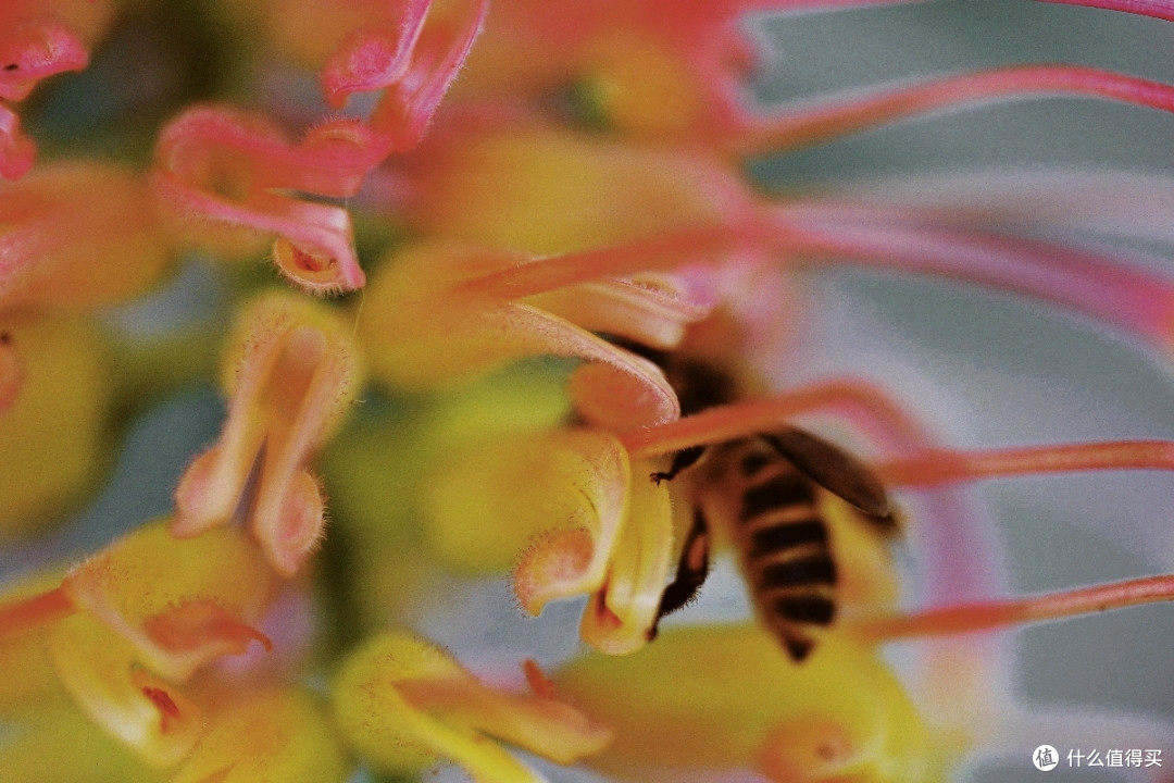 适马70mm F2.8拍照样张