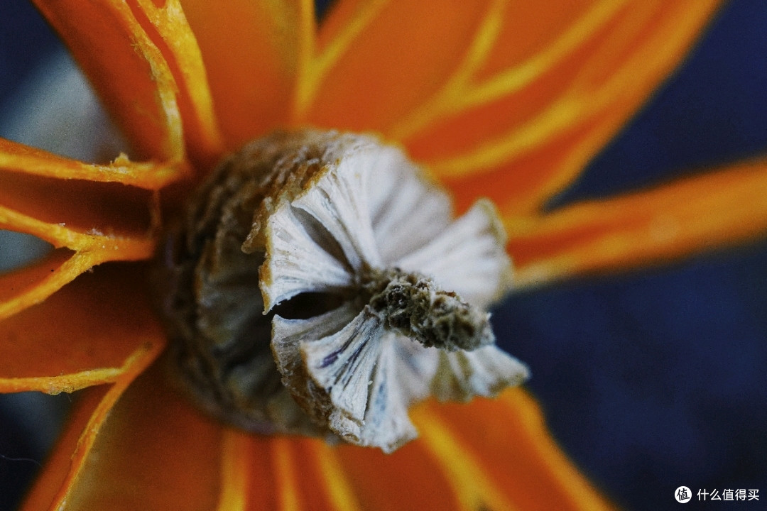 适马70mm F2.8拍照样张
