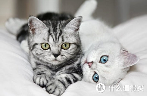 养宠课堂：猫咪羊奶粉的好处有什么？各个阶段的猫咪都能喝！