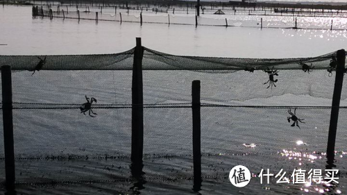 苏州阳澄湖吃大闸蟹哪家好 阳澄湖莲花岛吃蟹农家乐