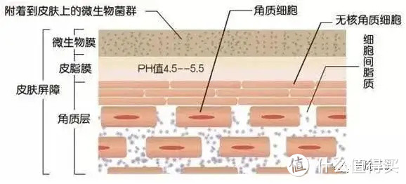 葛林若/抓住皮肤微生态，把有益菌搞起来