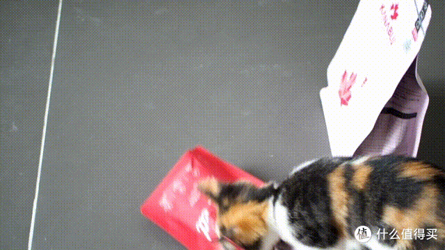 六月厨房——收养流浪猫,嘉蓝kanablu猫粮选购晒单