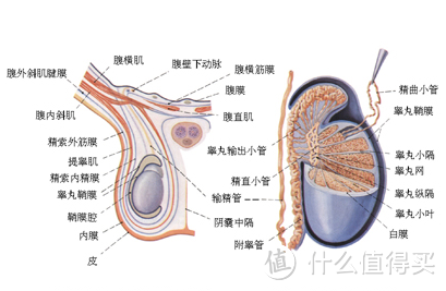 男同胞们如何告别黏黏答答，轻松舒爽一“下（体）”？推荐一些冰丝内裤和清爽小技巧，夏日必看哦！