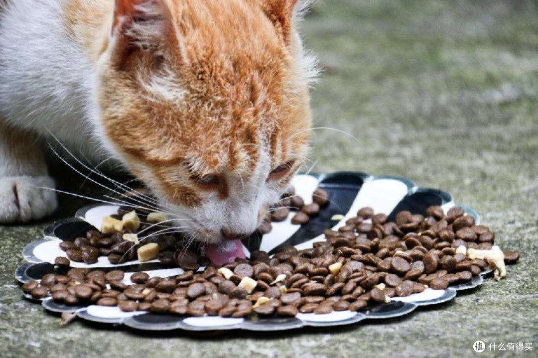月入3000养胃猫粮该怎么选?三只小宠国产猫粮评测