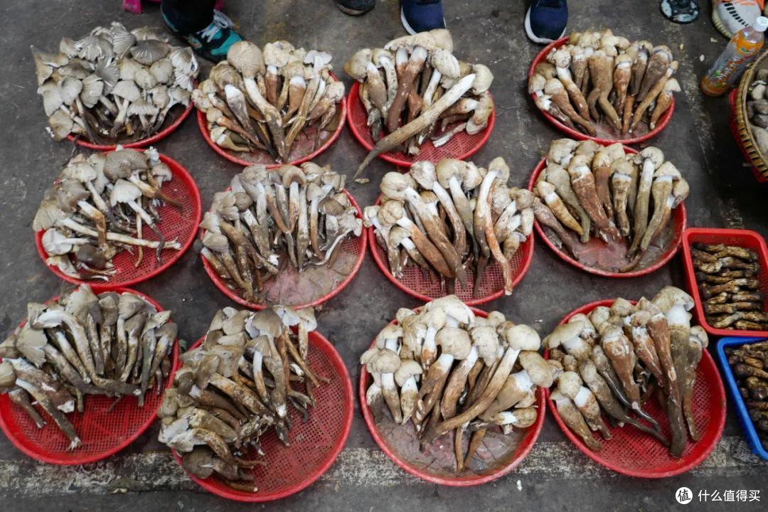 去了趟云南,看看吃蘑菇到底能不能见小人