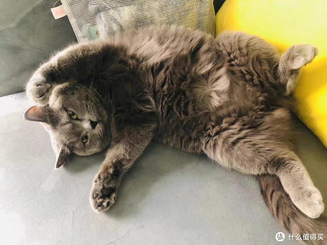 猫咪绝育后吃什么猫粮好？需要准备什么东西