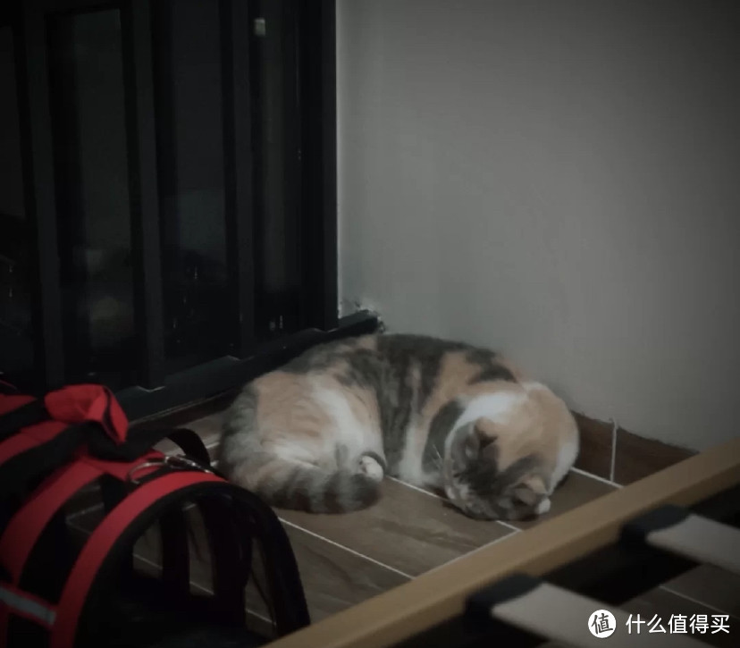 怀孕猫咪好物推荐，什么牌子的猫粮好