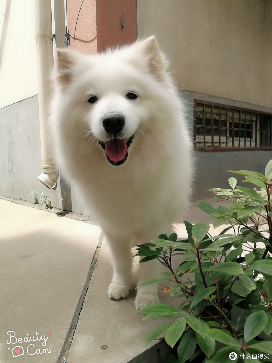 亲历郑州暴雨48小时之萨摩耶历险记