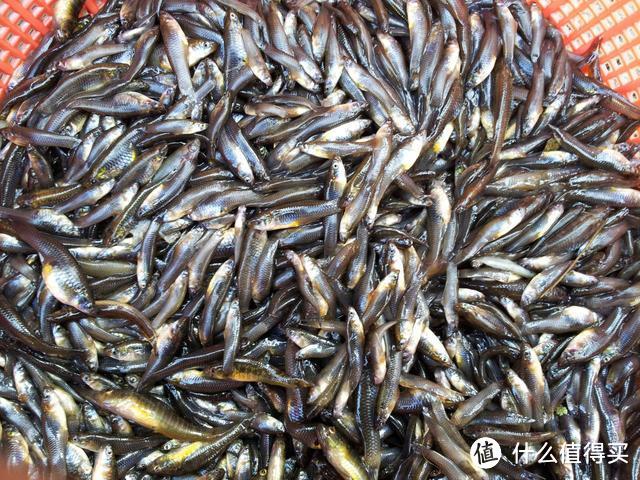 这种鱼在中国横行霸道，体型娇小以蚊子为食，爱钓鱼的你钓过吗