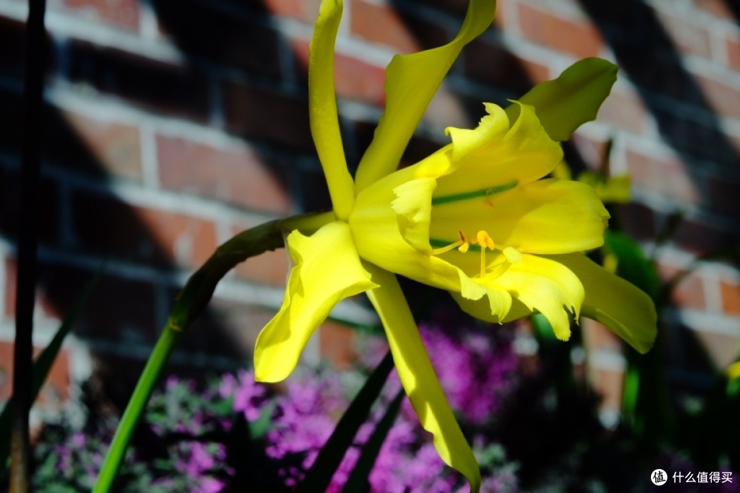 螺纹掠影(18):EBC Fujinon Macro 55mm F3.5