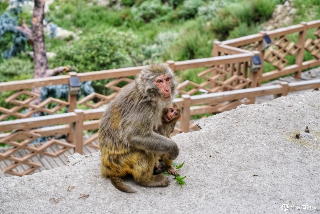 亲猴台的猴子们