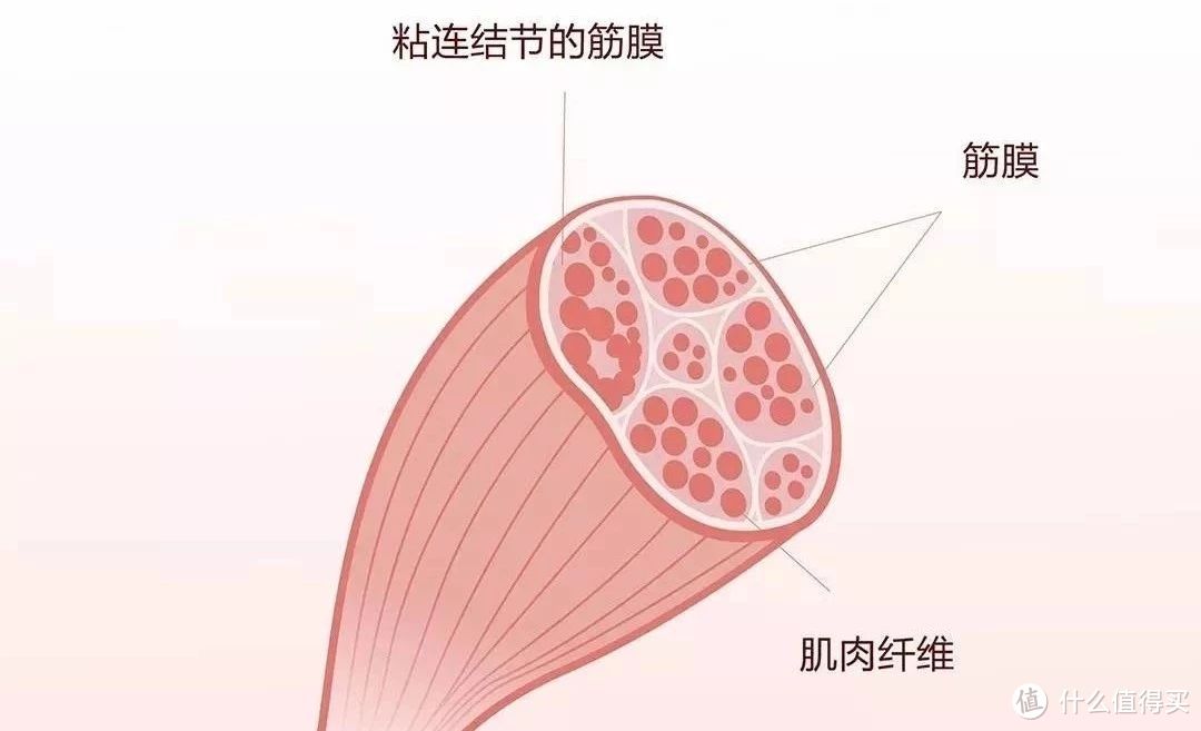 摆脱肌肉酸痛，摆脱肌肉僵硬，白菜价的口袋筋膜枪入手体验~