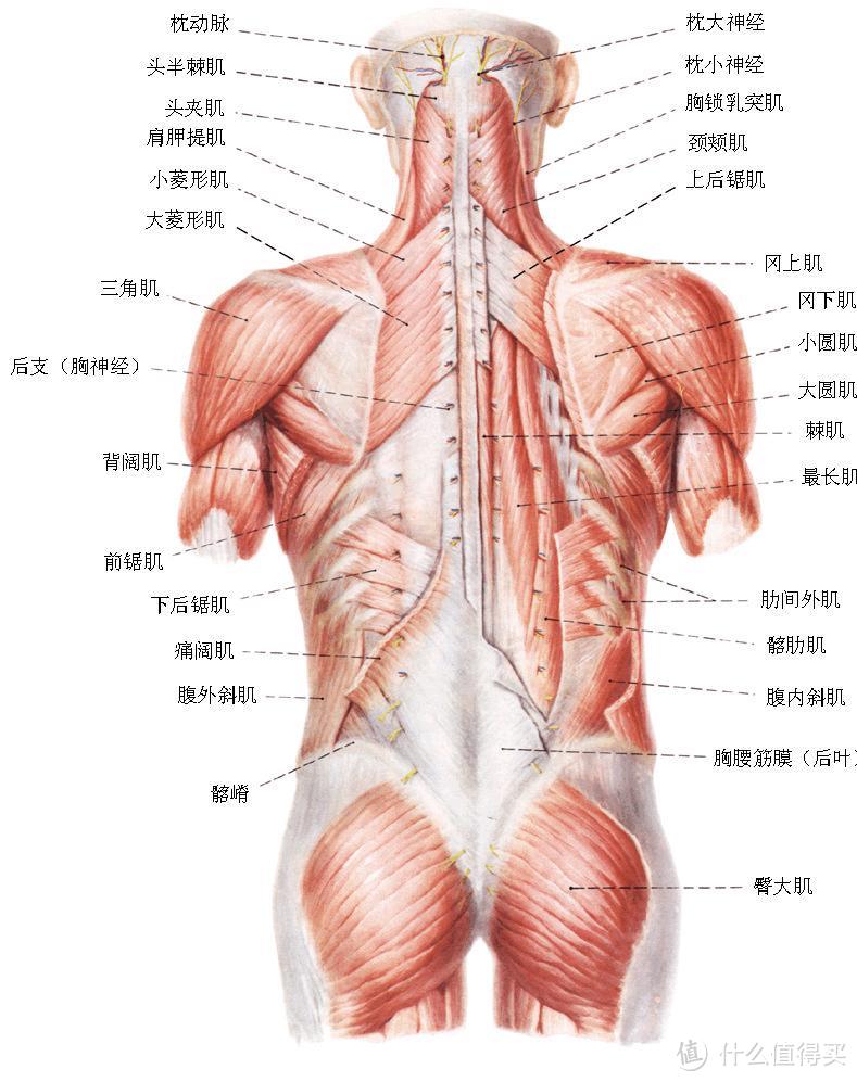 摆脱肌肉酸痛，摆脱肌肉僵硬，白菜价的口袋筋膜枪入手体验~